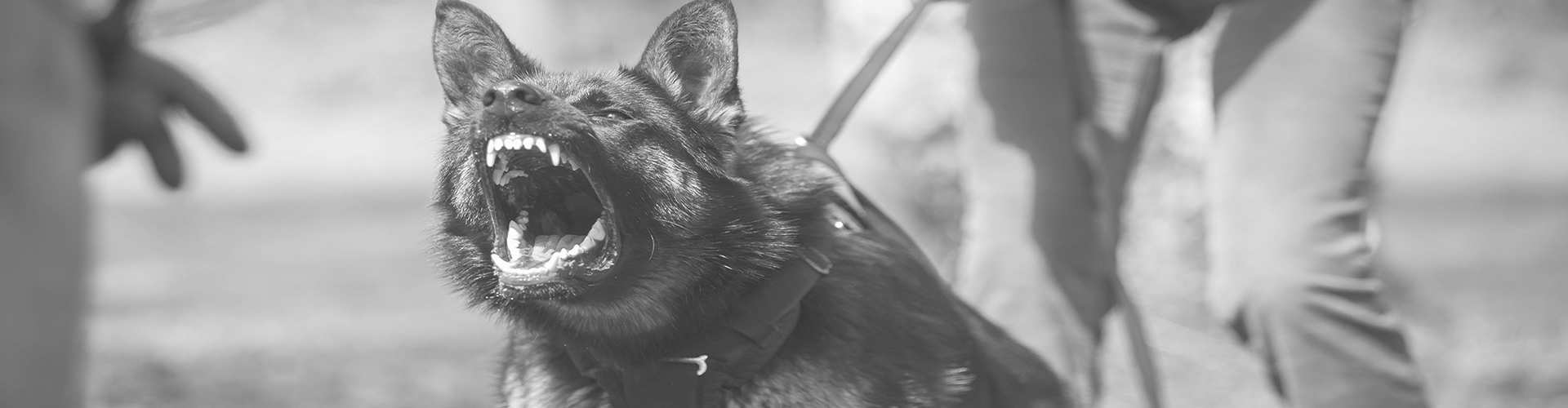 Familien und persönliche Schutzhunde