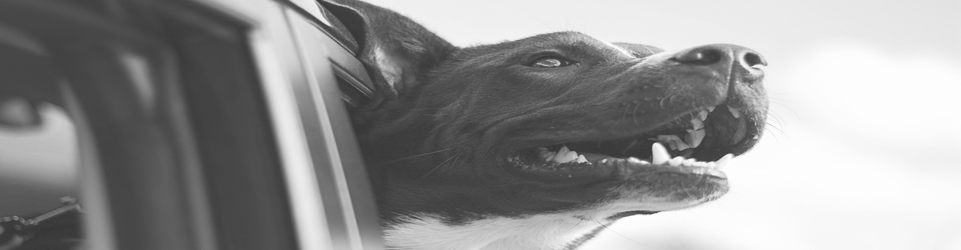 Tierbeförderung Standard