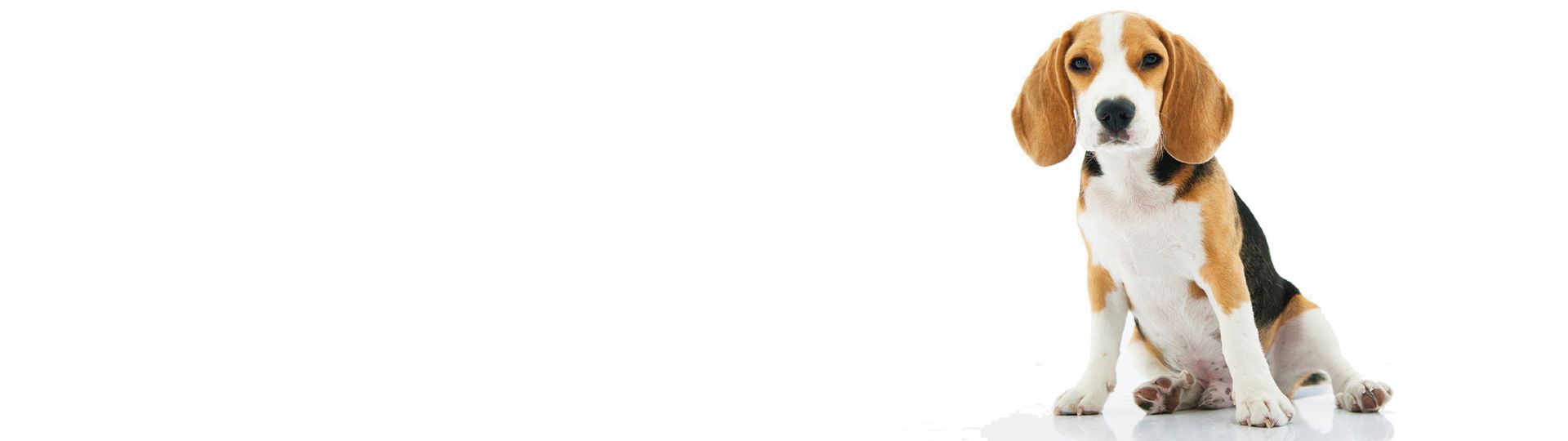 Ihr Tierbeförderungs - Profi