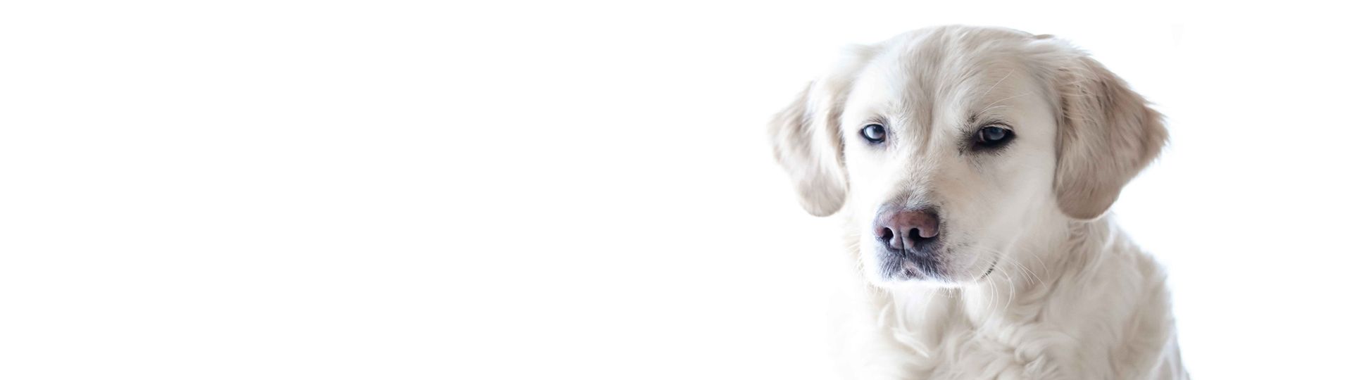 Dog Private Training